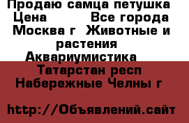 Продаю самца петушка › Цена ­ 700 - Все города, Москва г. Животные и растения » Аквариумистика   . Татарстан респ.,Набережные Челны г.